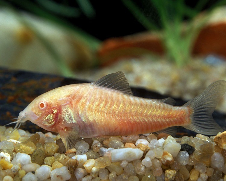 Albino Peppered Corydoras ~ 4cm